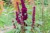 Leafy Amaranth - Elephant head