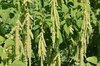 Amaranth - Green Foxtail