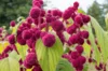 Leafy Amaranth - Pony Tails