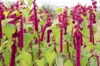 Leafy Amaranth - Pony Tails