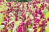 Leafy Amaranth - Pony Tails