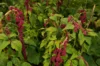 Leafy Amaranth - Pony Tails