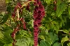 Leafy Amaranth - Pony Tails