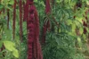 Leafy Amaranth - Pony Tails