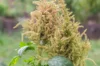 Grain amaranth - Marbled