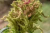 Grain amaranth - Marbled