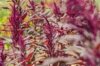 Grain amaranth - Four Star Explorer Mix