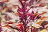 Grain amaranth - Four Star Explorer Mix