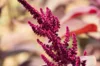 Grain amaranth - Four Star Explorer Mix