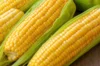 Maïs - Golden Bantam
