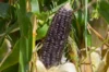 Corn - Black Aztec