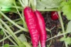 Radish - Easter Rose