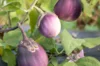 Eggplants - Dewako One Bite