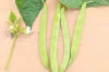 Common Bean - Cannellini