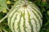 Watermelons - Di Bagnacavallo