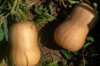 Moschata squash - Butternut Brûlée
