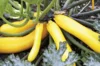 Zucchinis - Sativa selection