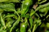 Peppers - Padron