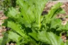 Indian mustard - Green In Snow
