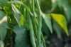 Common beans - Trebona