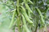 Broad bean - Witkiem
