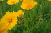 Coreopsis - Coreopsis lanceolata