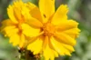 Coreopsis - Coreopsis lanceolata