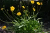 Coreopsis - Coreopsis lanceolata