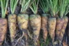 Carrots - Lubiana