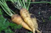 Carrots - Lubiana