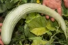 Cucumber - Snake Melon