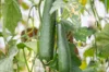 Cucumber - Alan's Long Green