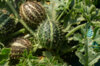 Cucumbers - Redcurrant cucumber