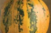 Pepo squash - Lady Godiva