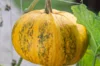 Pepo squash - Lady Godiva