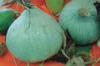 Maxima squash - Blue Ballet