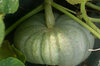 Maxima squash - Jarrahdale