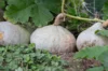 Maxima squash - Silver Bell