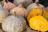 Maxima squash - Silver Bell