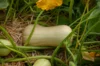 Moschata squash - Burpee's Butterbush