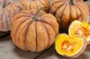 Courges moschata - Chirimen