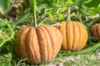 Courges moschata - Chirimen