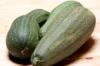 Zucchinis - Ortolana Di Faenza