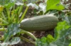 Zucchinis - Ortolana Di Faenza