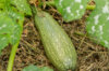 Zucchinis - Petite Grise d'Alger