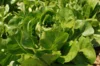 Lettuces - Saint Blaise