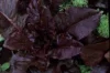 Lettuces - Really Red Deer Tongue