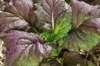 Indian mustard - Red Giant