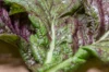 Indian mustard - Red Giant