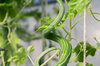 Snake gourd - Snake Gourd